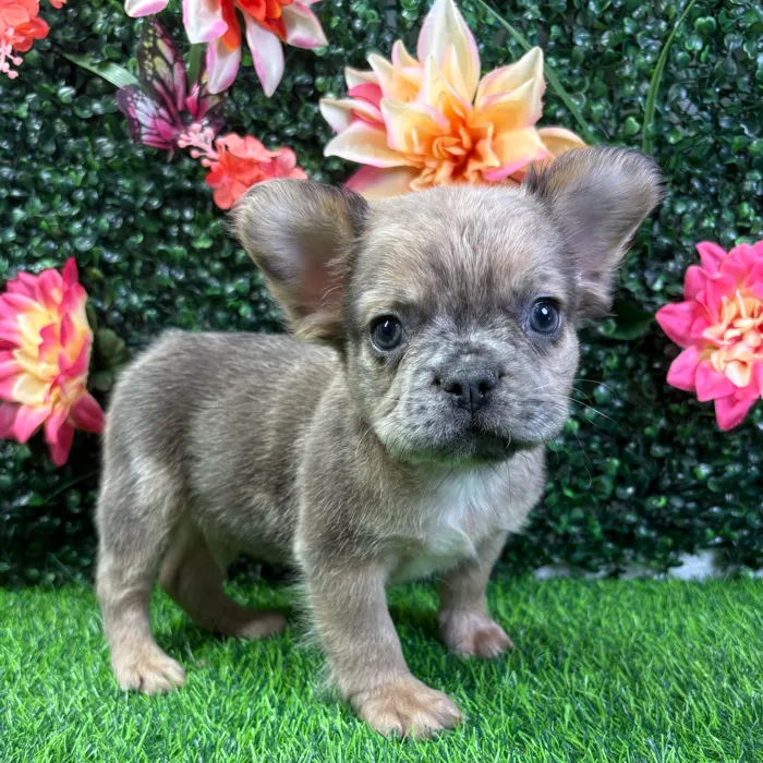 Male French Bulldog puppy named Cashew for sale at Puppy Dreams - Wichita West.