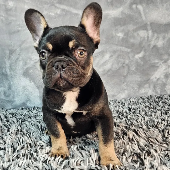 Female French Bulldog puppy named Sugar for sale at Puppy Dreams - Junction City.