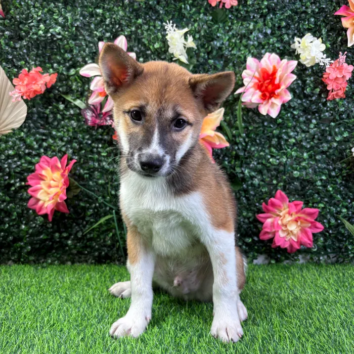 Male Shiba Inu puppy named Yoshi for sale at Puppy Dreams - Wichita West.