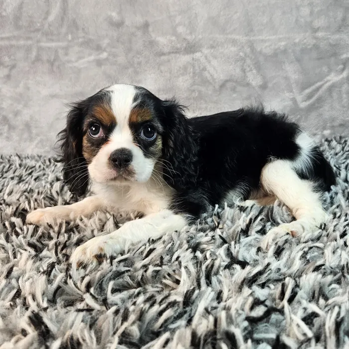 Male Cavalier King Charles Spaniel puppy named Brutus for sale at Puppy Dreams - Junction City.
