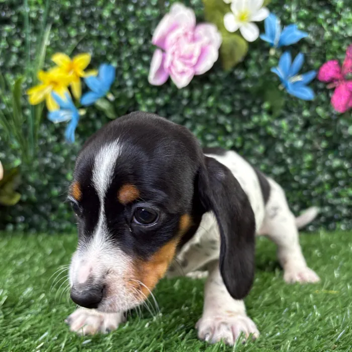 Female Dachshund puppy named Bellgrande for sale at Puppy Dreams - Wichita West.