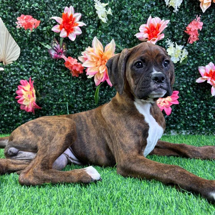 Female Boxer puppy named Quinn for sale at Puppy Dreams - Wichita West.