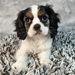 Male Cavalier King Charles Spaniel puppy named Brutus for sale at Puppy Dreams - Junction City.