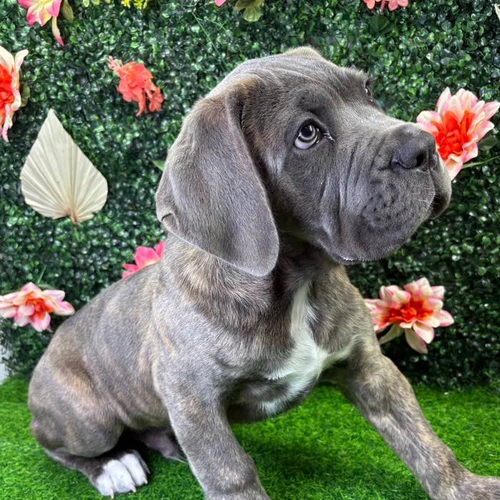 Male Cane Corso puppy named Beast for sale at Puppy Dreams - Wichita West.