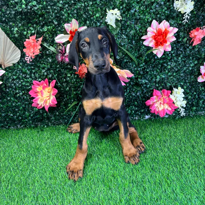 Female Doberman Pinscher puppy named Hazel for sale at Puppy Dreams - Wichita West.