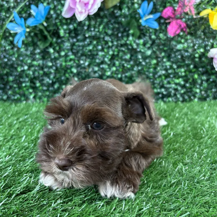 Female Mini Schnauzer puppy named Dumpling for sale at Puppy Dreams - Wichita West.