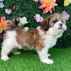 Male Teddy Bear puppy named Paddington for sale at Puppy Dreams - Wichita East.