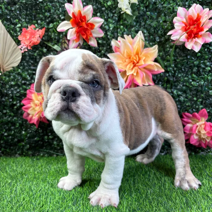 Male English Bulldog puppy named Baymax for sale at Puppy Dreams - Wichita West.