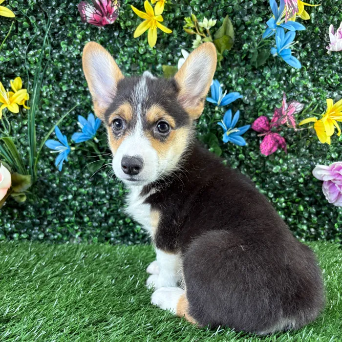 Male Pembroke Welsh Corgi puppy named Meatloaf for sale at Puppy Dreams - Wichita West.