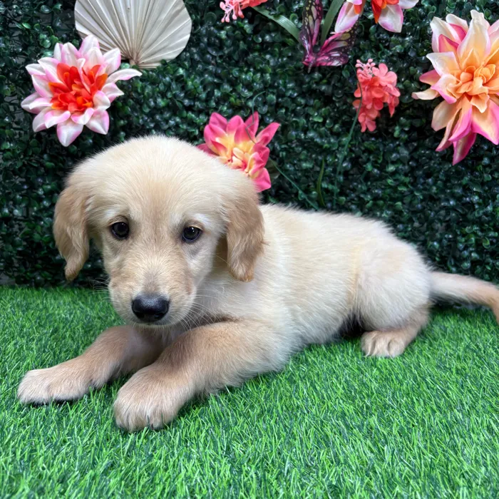 Male Golden Retriever puppy named Sunny for sale at Puppy Dreams - Wichita West.
