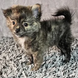 Male Pomchi puppy named Bentley for sale at Puppy Dreams - Junction City.
