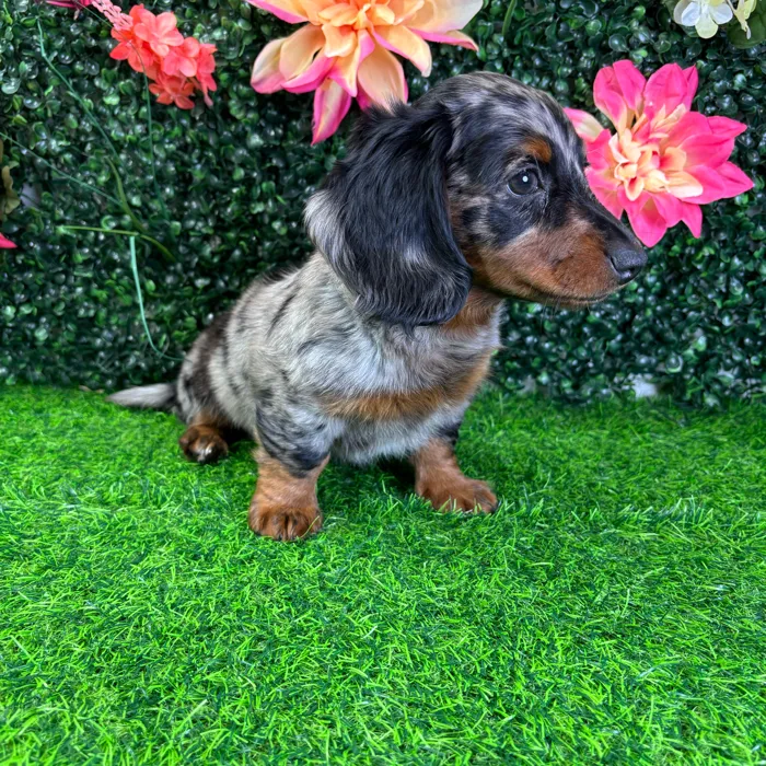 Male Dachshund puppy named Midnight for sale at Puppy Dreams - Wichita West.