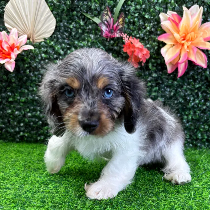 Male Cavapoo puppy named Coal for sale at Puppy Dreams - Junction City.