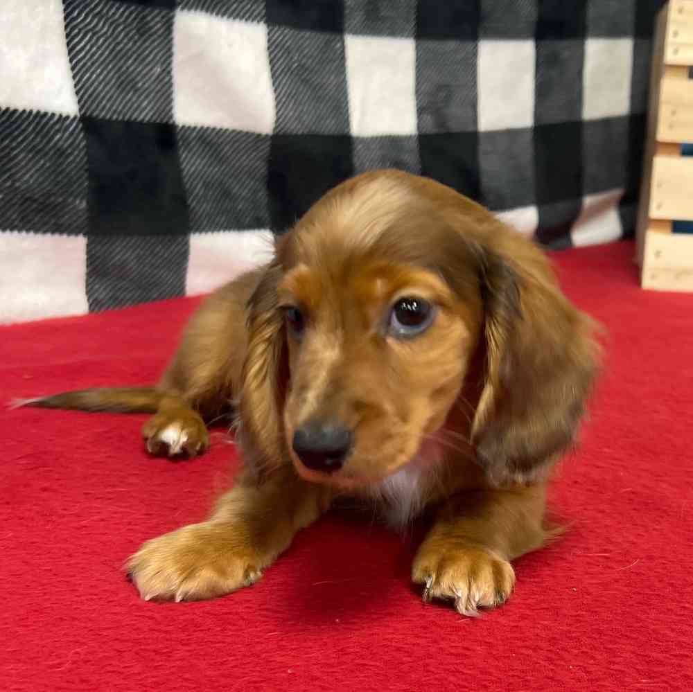 Male Dachshund puppy named Prince for sale at Puppy Dreams - Junction City.
