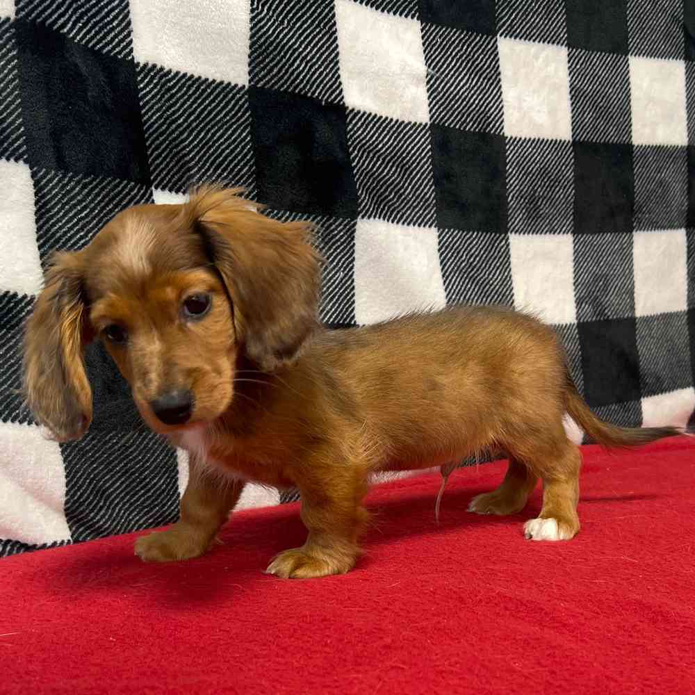 Male Dachshund puppy named Prince for sale at Puppy Dreams - Junction City.