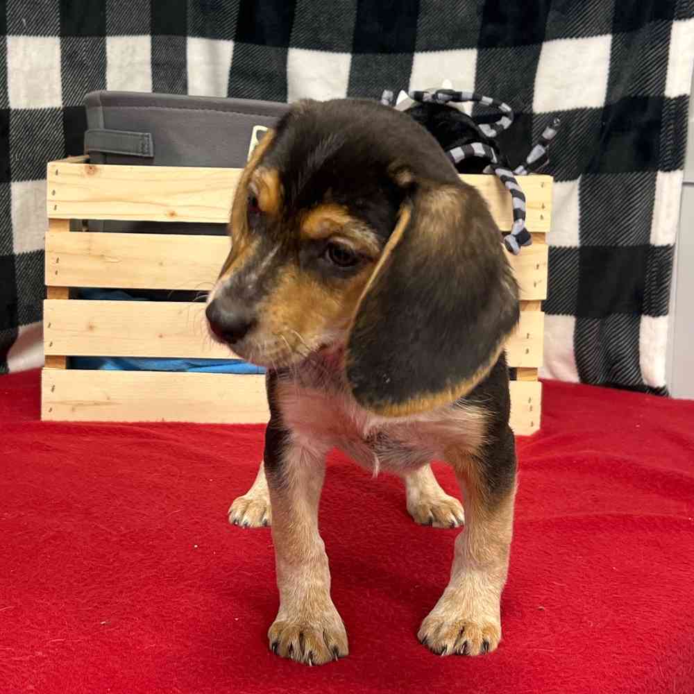 Female Beagle puppy named Carmela for sale at Puppy Dreams - Junction City.