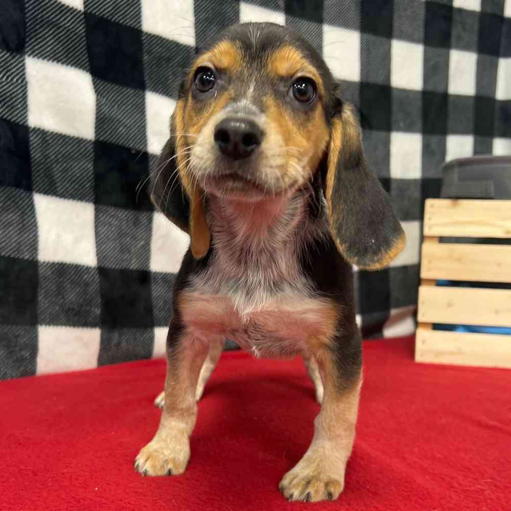 Female Beagle puppy named Carmela for sale at Puppy Dreams - Junction City.