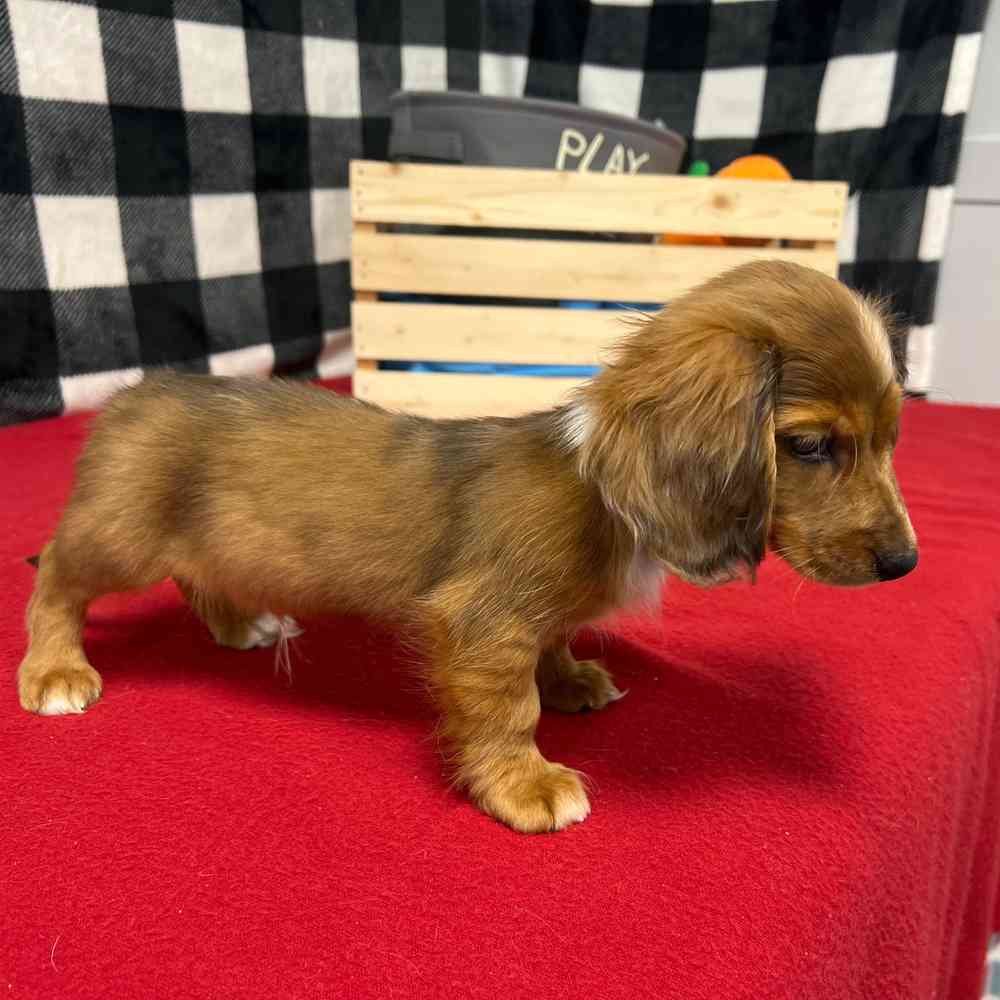 Male Dachshund puppy named Prince for sale at Puppy Dreams - Junction City.