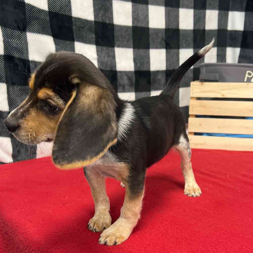 Female Beagle puppy named Carmela for sale at Puppy Dreams - Junction City.