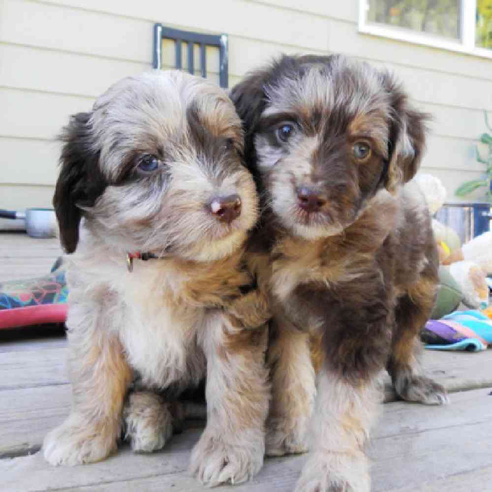Aussiedoodle Puppies for Sale image