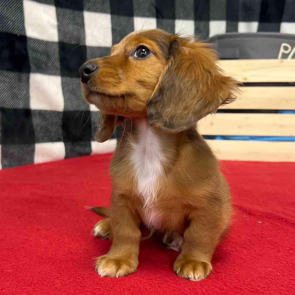 Male Dachshund puppy named Prince for sale at Puppy Dreams - Junction City.
