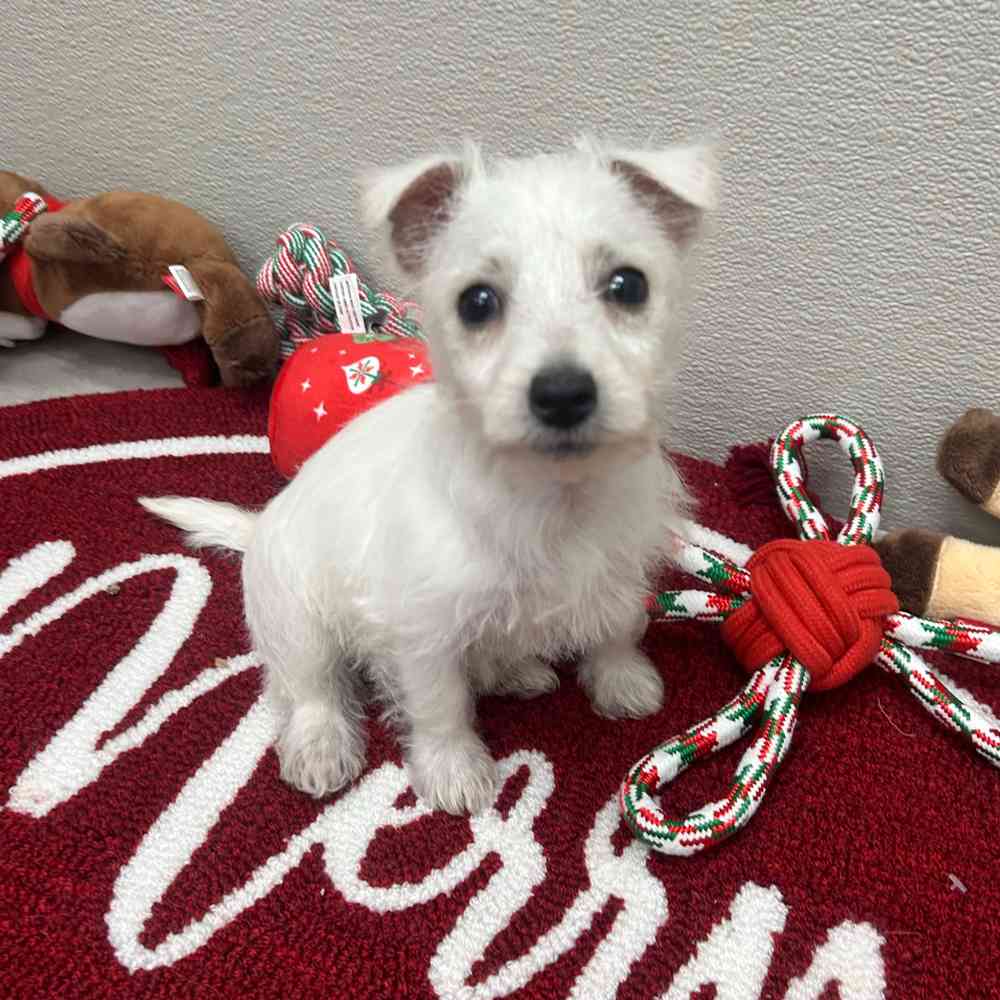 Female West Highland White Terrier puppy named Julia for sale at Puppy Dreams - Wichita West.