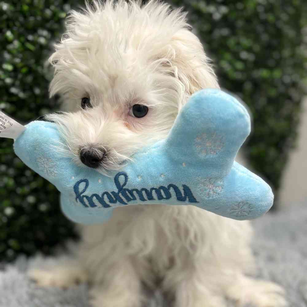 Male Maltese puppy named Todd for sale at Puppy Dreams - Wichita West.
