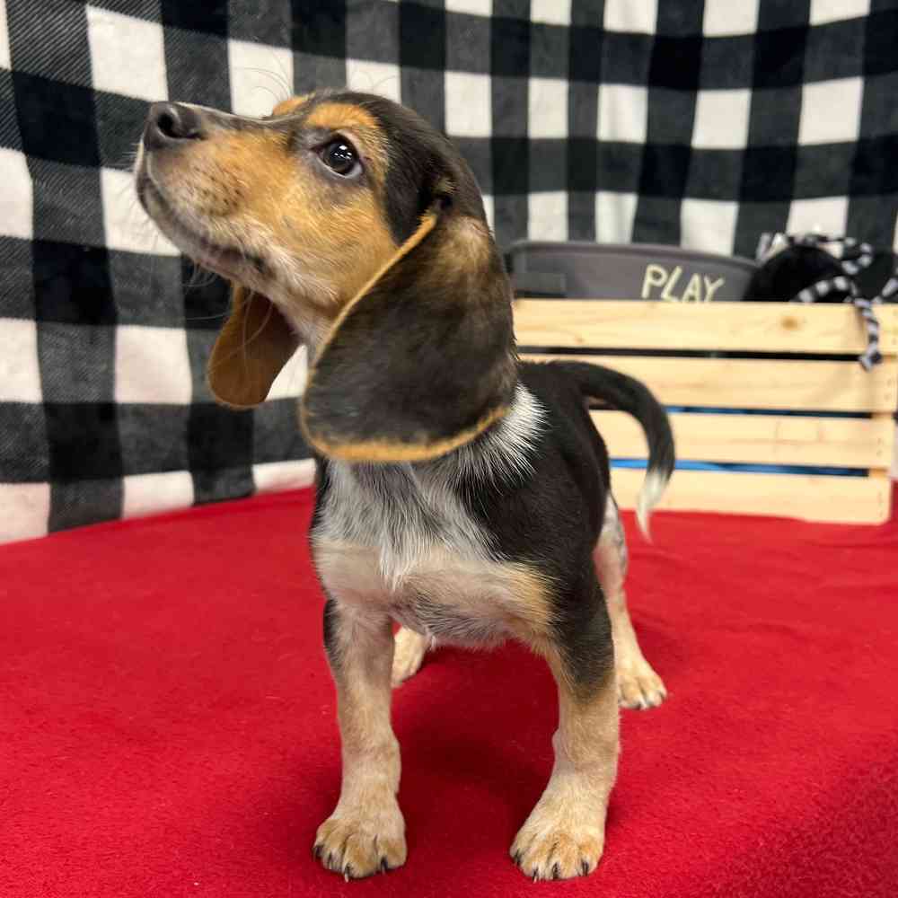 Female Beagle puppy named Carmela for sale at Puppy Dreams - Junction City.