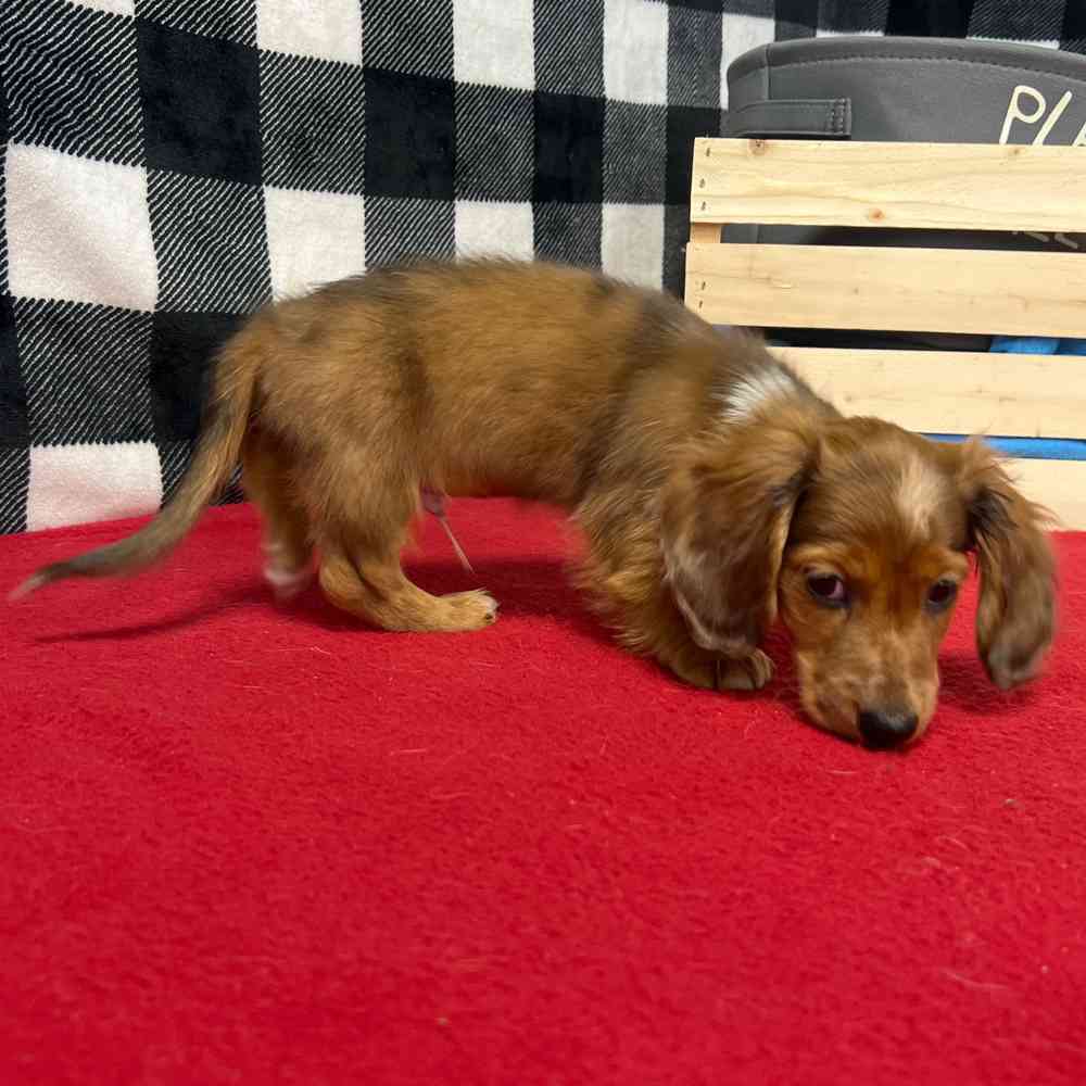 Male Dachshund puppy named Prince for sale at Puppy Dreams - Junction City.