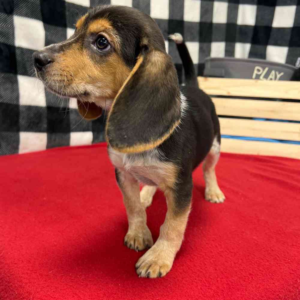 Female Beagle puppy named Carmela for sale at Puppy Dreams - Junction City.