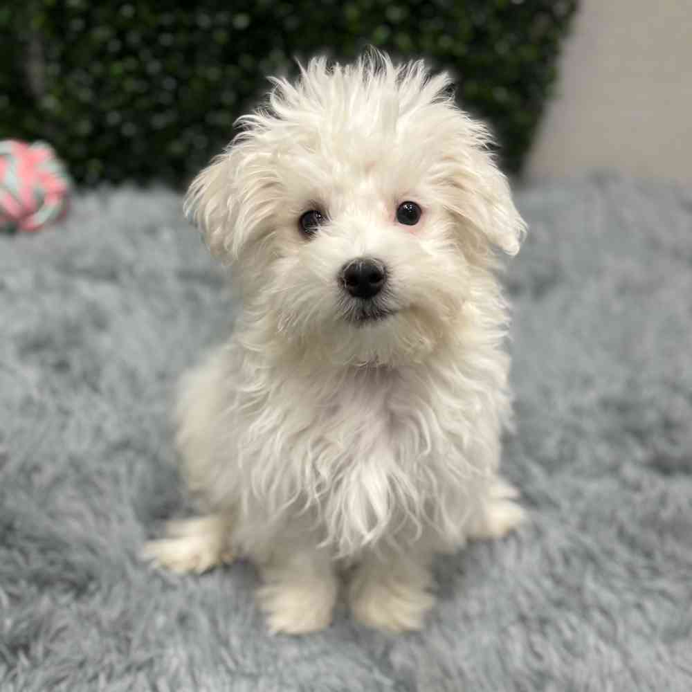 Male Maltese puppy named Todd for sale at Puppy Dreams - Wichita West.