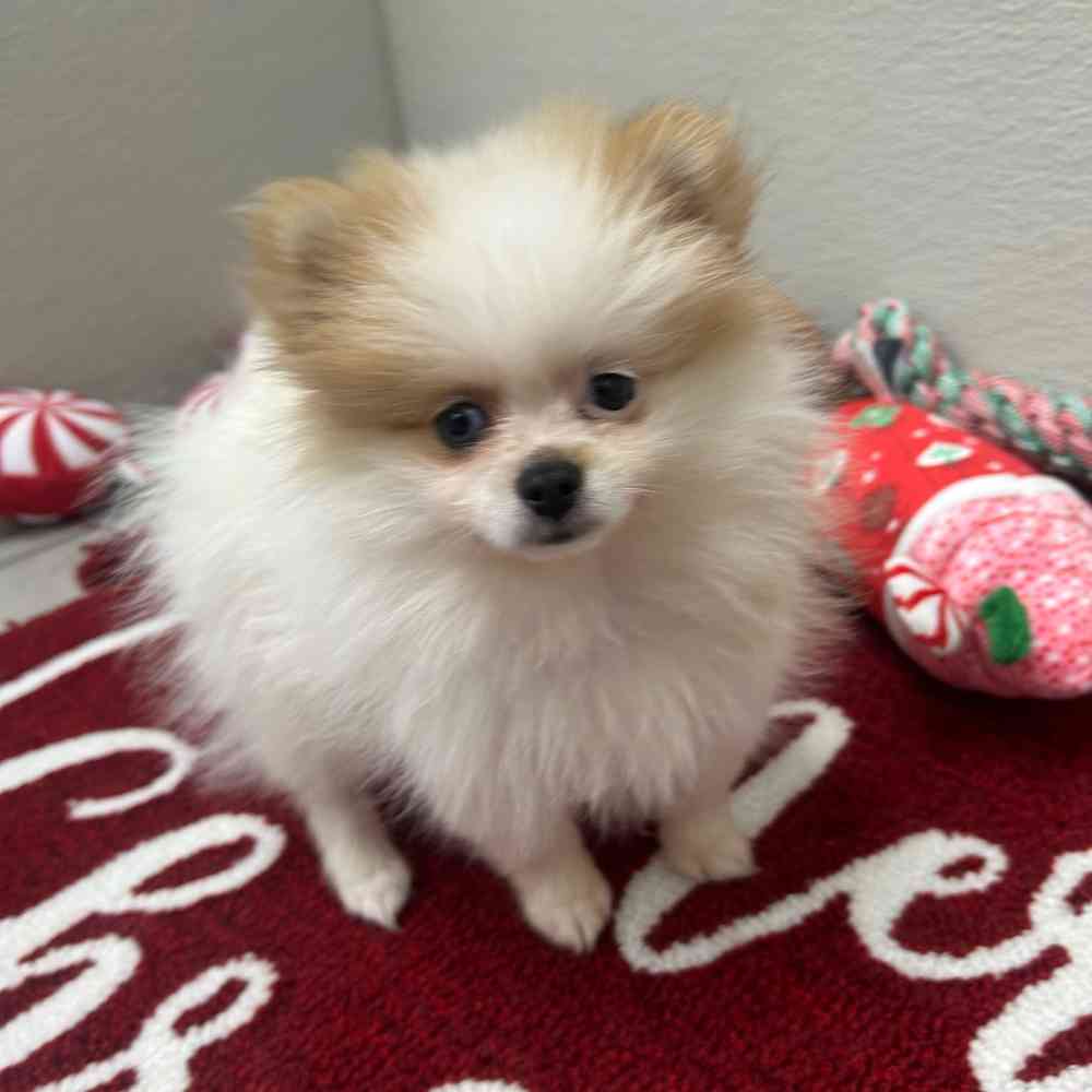 Male Pomeranian puppy named Alonzo for sale at Puppy Dreams - Wichita West.
