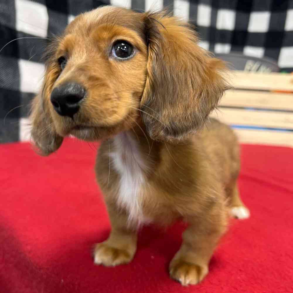 Male Dachshund puppy named Prince for sale at Puppy Dreams - Junction City.