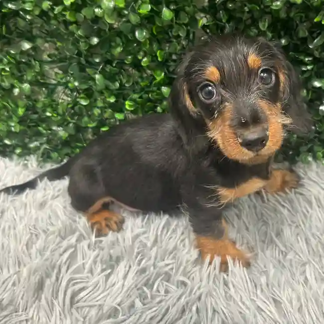 Male Dachshund puppy named Trevor for sale at Puppy Dreams - Wichita West.