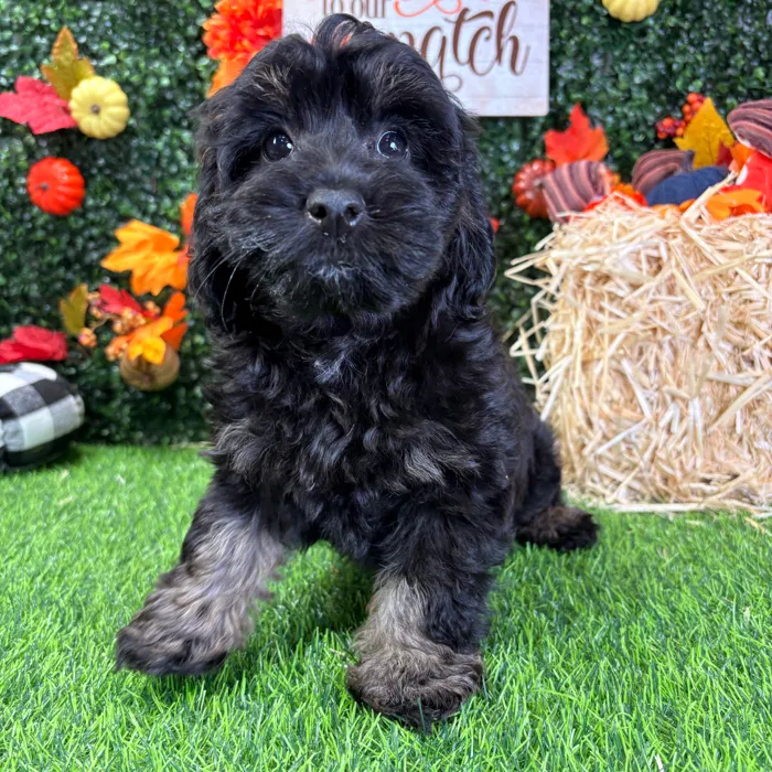 Female Cavapoo puppy named Dixie for sale at Puppy Dreams - Wichita West.