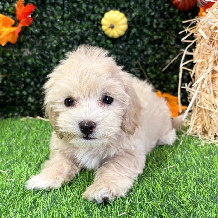 Female Maltipoo puppy named Deborah for sale at Puppy Dreams - Wichita West.