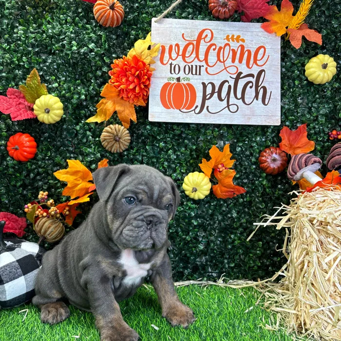 Male English Bulldog puppy named Harvey for sale at Puppy Dreams - Wichita West.
