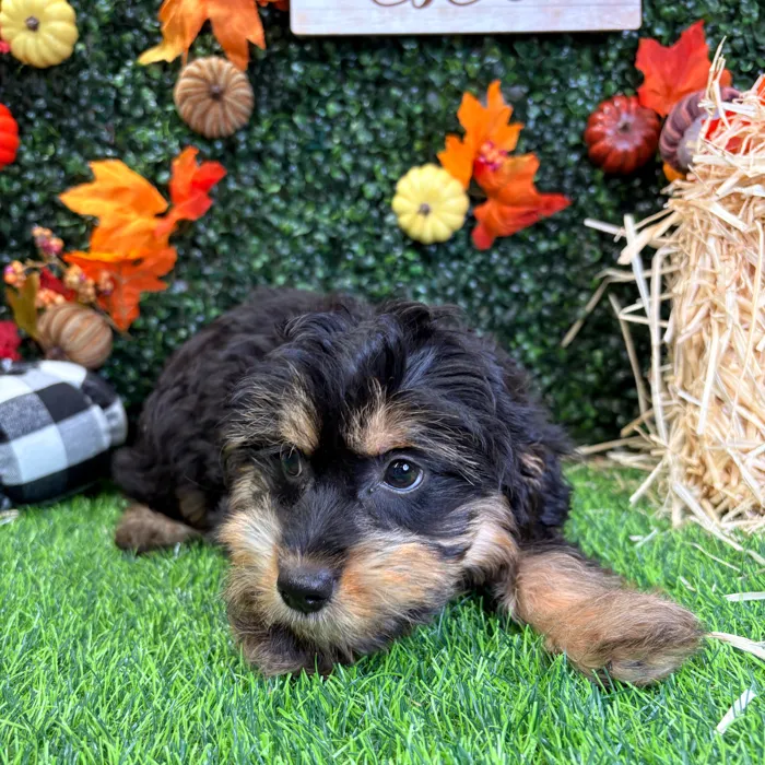 Female Mini Aussie Poo puppy named Millie for sale at Puppy Dreams - Wichita West.