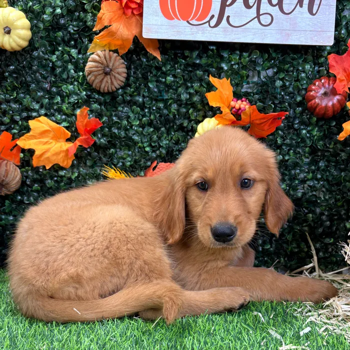 Male Golden Retriever puppy named Casper for sale at Puppy Dreams - Wichita West.