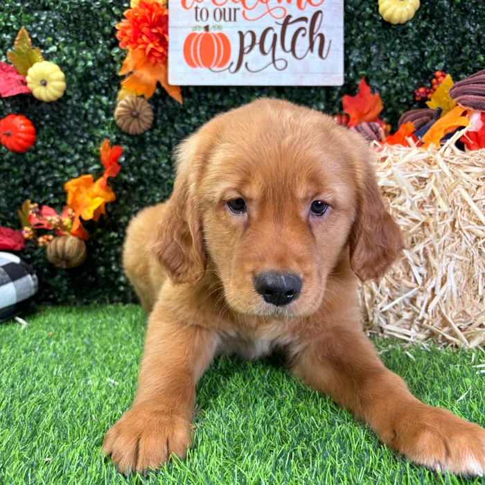 Male Golden Retriever puppy named Georgie for sale at Puppy Dreams - Wichita West.