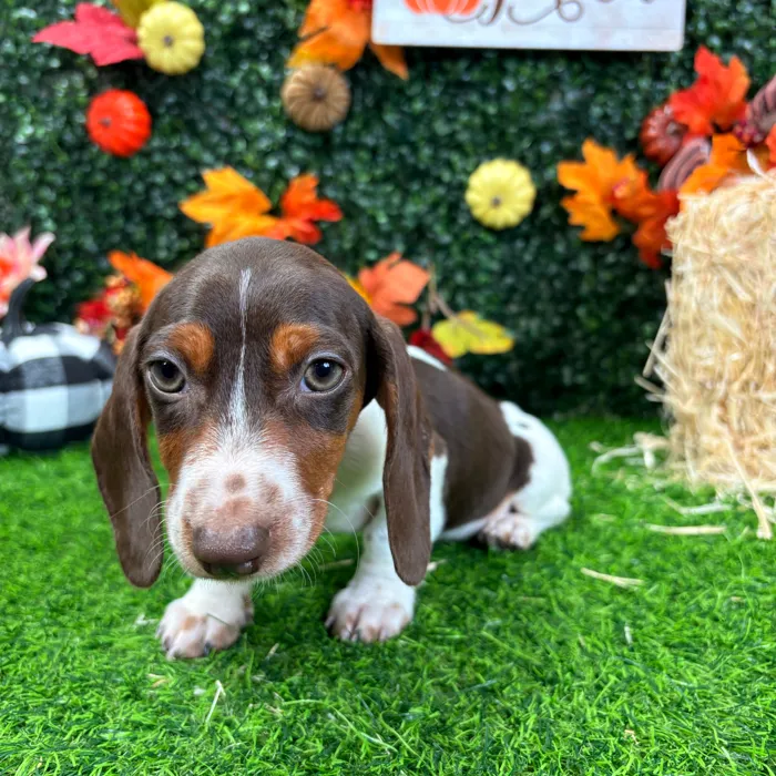 Male Dachshund puppy named Cow for sale at Puppy Dreams - Wichita West.