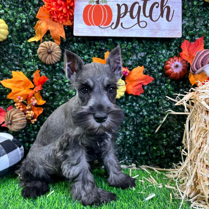 Male Mini Schnauzer puppy named Stitch for sale at Puppy Dreams - Wichita West.