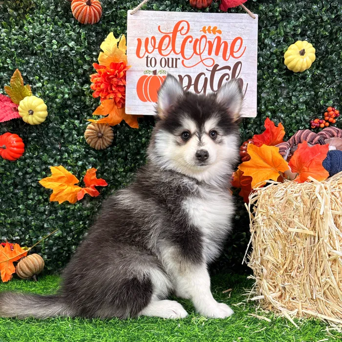 Female Pomsky puppy named Vega for sale at Puppy Dreams - Wichita West.