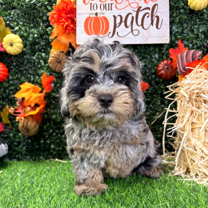 Female Cavapoo puppy named Tink for sale at Puppy Dreams - Wichita West.