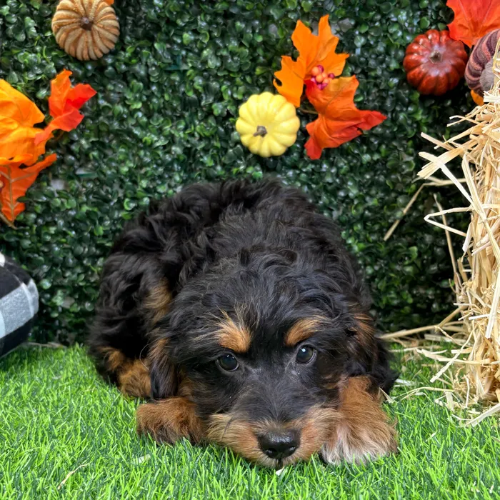 Female Mini Aussie Poo puppy named Mollie for sale at Puppy Dreams - Wichita West.