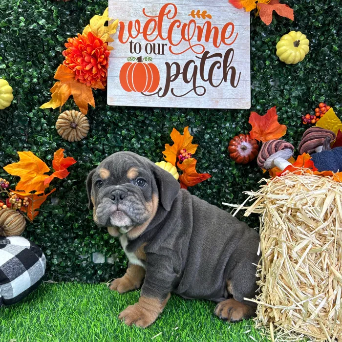Male English Bulldog puppy named Hudson for sale at Puppy Dreams - Wichita West.