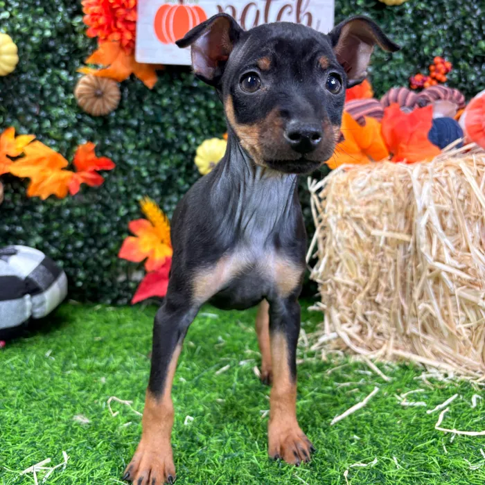 Male Min Pin puppy named Billy for sale at Puppy Dreams - Wichita West.