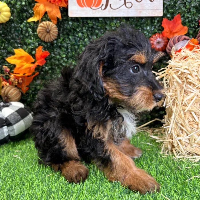 Female Mini Aussie Poo puppy named Mollie for sale at Puppy Dreams - Wichita West.