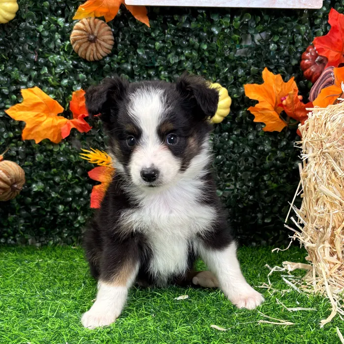 Male Mini Aussie puppy named Rusty for sale at Puppy Dreams - Wichita West.
