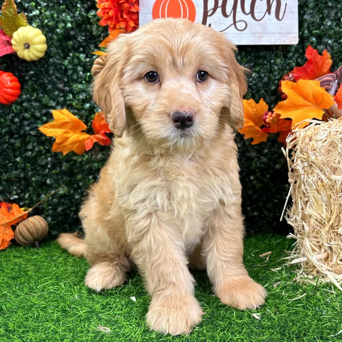 Female Mini Goldendoodle puppy named Cy for sale at Puppy Dreams - Wichita West.